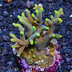 Tabling Acropora