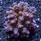 Acropora tenuis - Bali Aquacultured