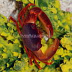 Trapezia Pocillopora/Acropora Crab