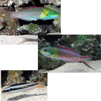 Blunthead Wrasse