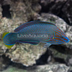 Grey Head Wrasse