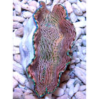 Derasa Clam, Tiger Striped - Aquacultured