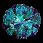 Doughnut Coral