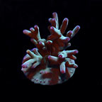 Aquacultured Hawkin's Blue echinata Coral