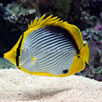 Black Back Butterflyfish 