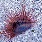 Flying Scallop EXPERT ONLY