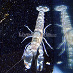 Tiger Snapping Shrimp 