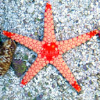 Tile Sea Star, Orange/Red