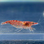 Red Cherry Shrimp