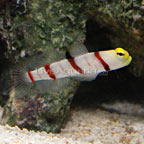 Dracula Goby