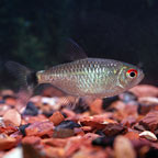 Red Eye Tetra Group