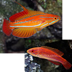 Red Tail Flasher Wrasse