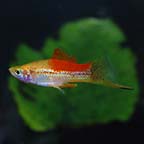 Pineapple Swordtail