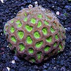 Montastrea Coral