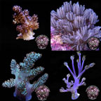  CCGC Aquacultured Soft Coral Frag 4 Pack