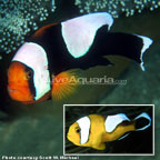 Saddleback Clownfish 