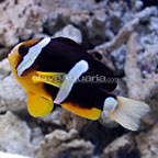 Clarkii Clownfish 