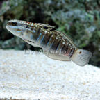 Sleeper Banded Goby 