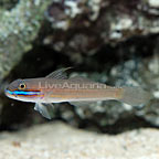 Sleeper Green Banded Goby