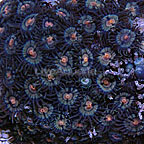 Colony Polyp, Starfire