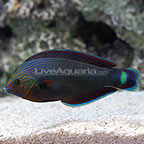 Dusky Wrasse