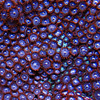 Colony Polyp, Horizon