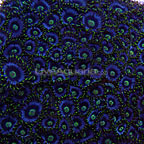 Colony Polyp, Purple Dragon