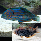 Leopard Wrasse 