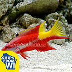 Cuban Hogfish 