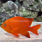 Garibaldi Damsel 