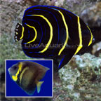 Cortez Angelfish 