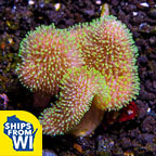 Green Polyp Toadstool Mushroom Leather Coral