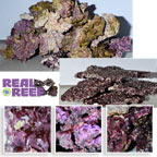 Real Reef Live Rock
