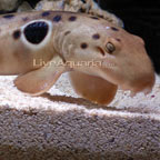 Australian Epaulette Shark EXPERT ONLY