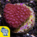 Flower Pot Coral, Red 