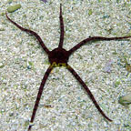 Serpent Sea Star, Caribbean