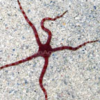 Serpent Sea Star, Fancy Red (Ophiomyxa australis)