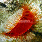 Flame Scallop