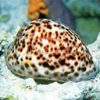 Cowrie, Tiger