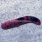 Sea Cucumber 