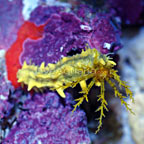 Sea Cucumber, Yellow 