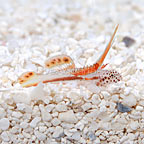 Griessingei Goby