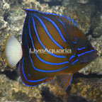 Annularis Angelfish