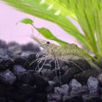 Ghost (Glass) Shrimp