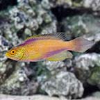 Golden Rhomboidalis Wrasse