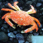 Strawberry Crab