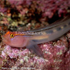 Red Head Goby