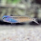 Red Sea Mimic Blenny