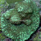 Horn Coral, Encrusting