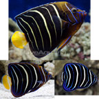 Chrysurus Angelfish